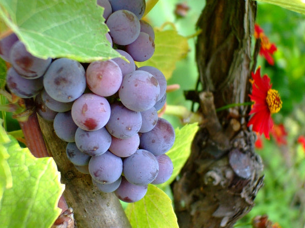 3 Ways Resveratrol Can Rejuvenate Your Gut