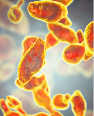 a close-up of bacteria